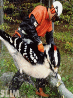 Funny Screensavers 0053